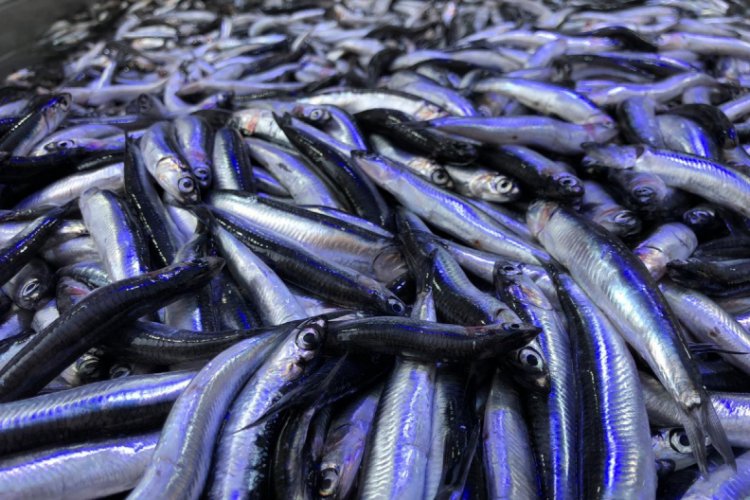 Karadeniz'de hamsi yeniden y&uuml;kselişte