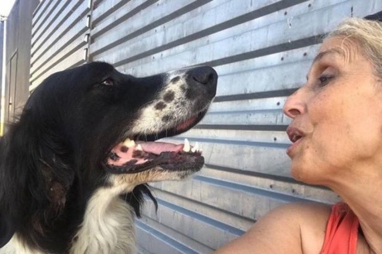 Yerel hayvan koruma g&ouml;revlisi "sokak k&ouml;peği" davasında beraat etti