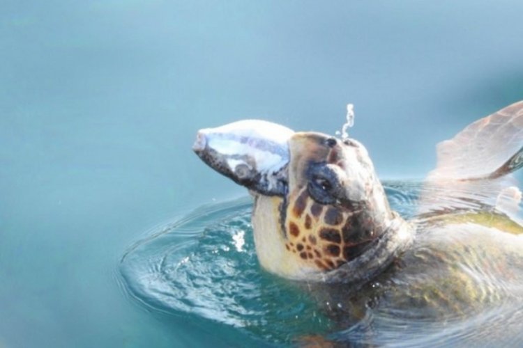 Validen balon balığı yiyen caretta caretta paylaşımı