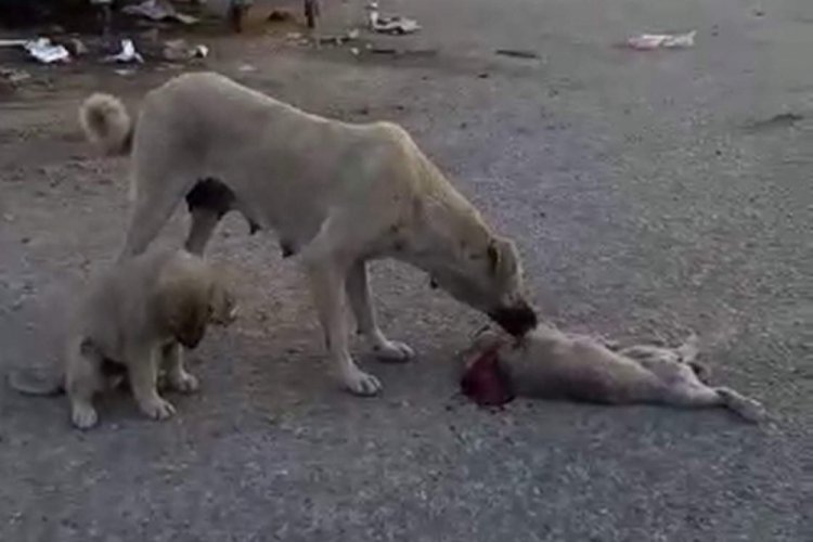 &Ouml;len yavrusunun başında ağlayan k&ouml;pek, g&ouml;renleri duygulandırdı