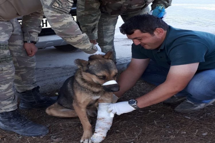 T&uuml;rk Ordusu, her canlının yarasını sarıyor