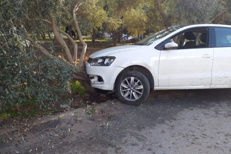 Kazayı bırakıp zeytin topladılar