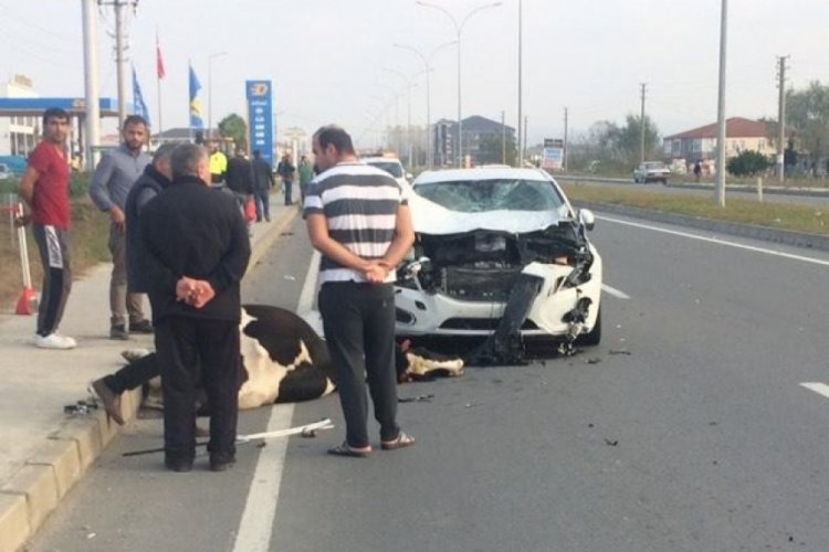 Otomobil başıboş gezen ineğe &ccedil;arptı