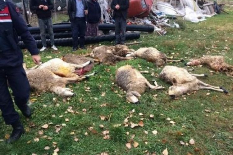 Hırsızların &ccedil;aldığı koyunları kurtlar telef etti