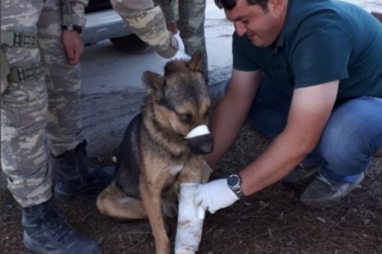 Resulayn'da Mehmetçik'ten yaralı köpeğe yardım