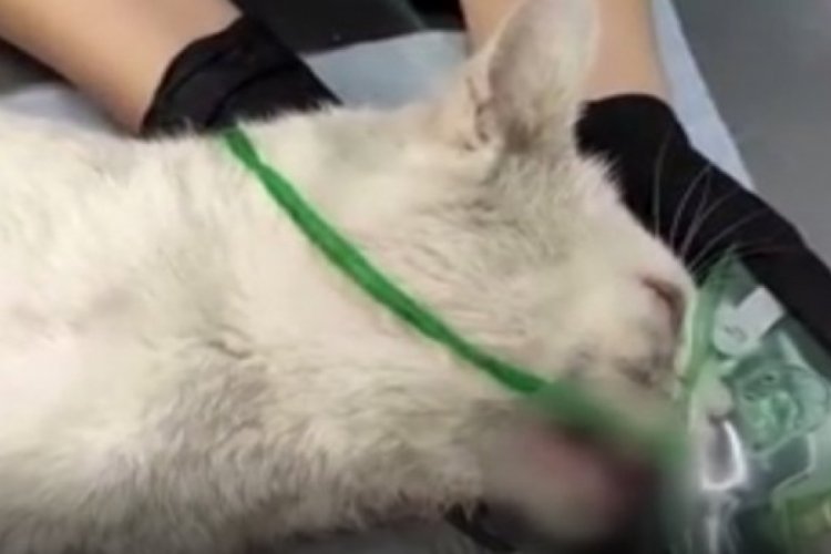 Rusya'da dişleri s&ouml;k&uuml;len kedi i&ccedil;in soruşturma a&ccedil;ıldı