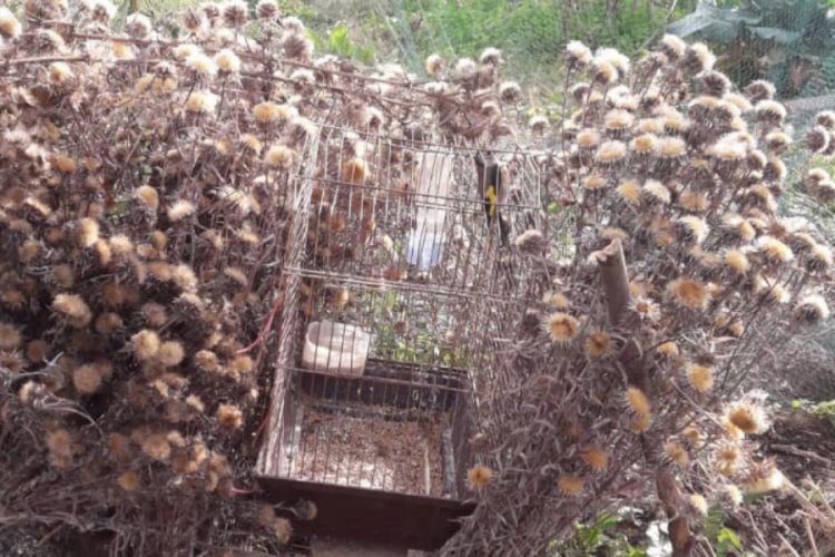 Saka kuşu avcılarına 12 bin 539 TL ceza