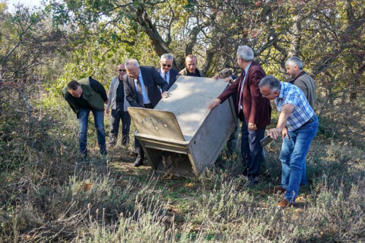 Bursa'da yaban hayvanları doğaya salındı
