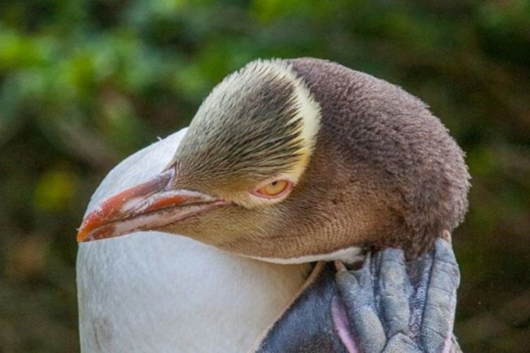 Anti-sosyal penguen hoiho 'Yılın Kuşu' oldu
