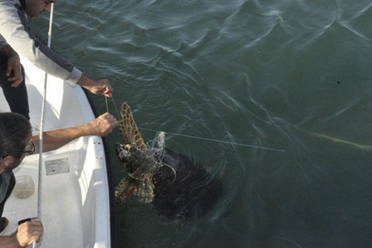 Misinaya dolanan caretta caretta kurtarıldı