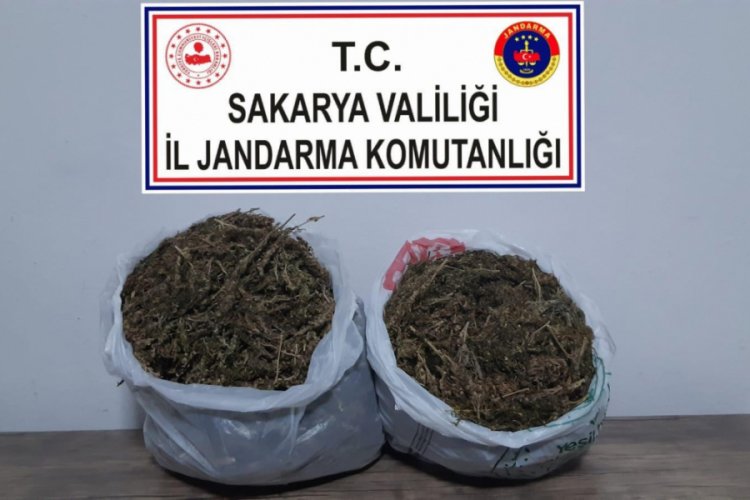 Sakarya'da esrar operasyonu: 1 tutuklama