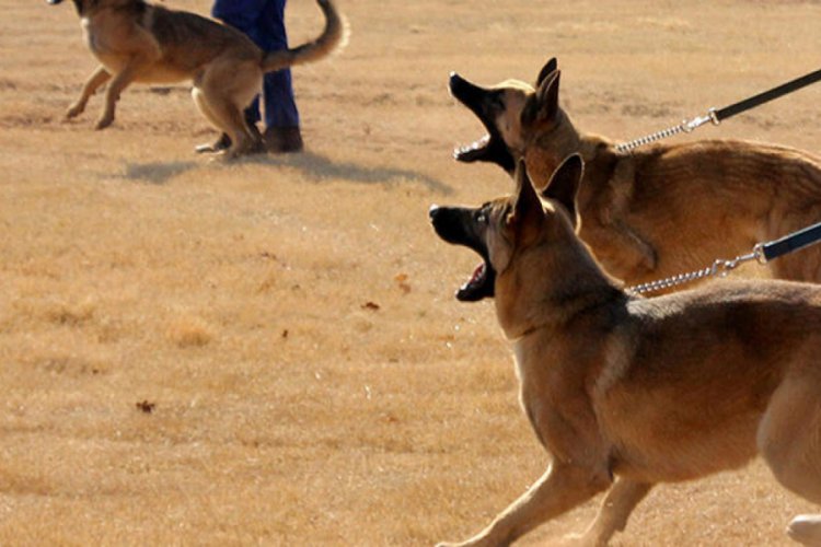 Fransa'da hamile kadın avcı k&ouml;peklerinin saldırısında &ouml;ld&uuml;