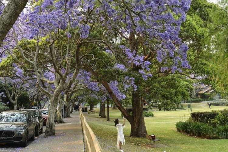 Sydney'i s&uuml;sleyen mor g&uuml;zellik: Jakaranda ağa&ccedil;ları