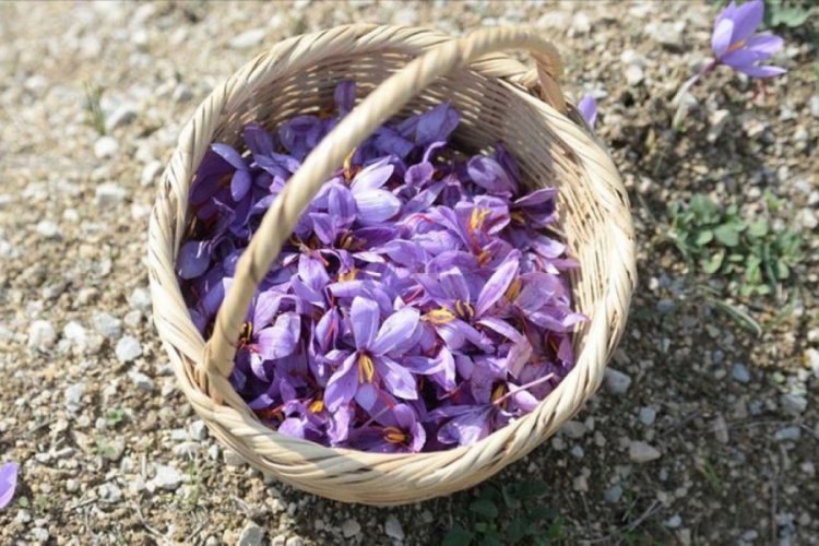 'Milli bitki' safrandan '20 kilo' hasat