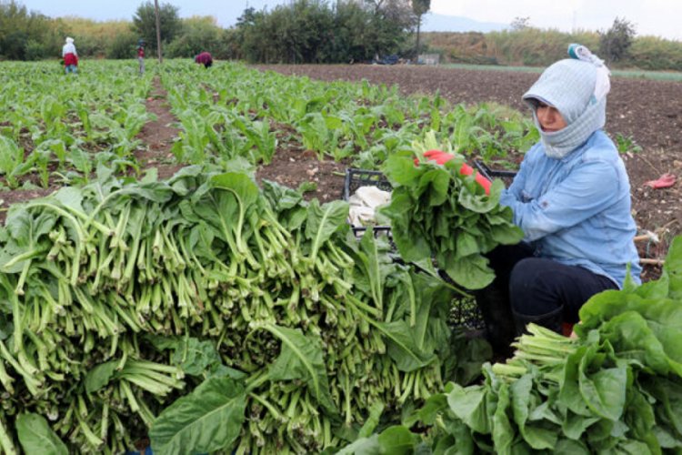 Pazı &uuml;reticisinin y&uuml;z&uuml; g&uuml;l&uuml;yor