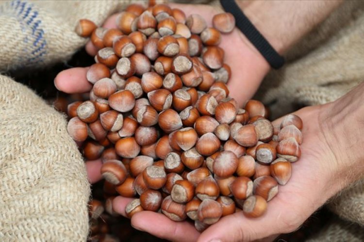 D&uuml;nya fındık &uuml;retiminin y&uuml;zde 25'ini Ordu yapıyor