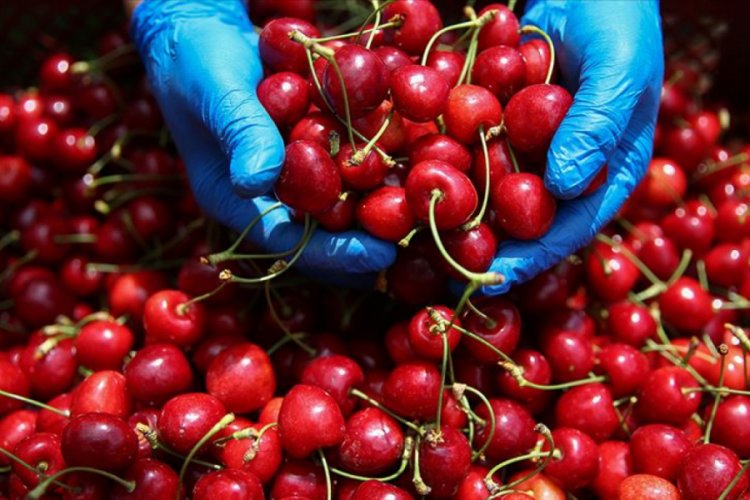 T&uuml;rk tarım &uuml;r&uuml;nleri i&ccedil;in markalaşma atağı