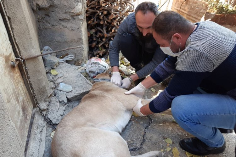 Yaralı kangal k&ouml;peği tedavi altına alındı