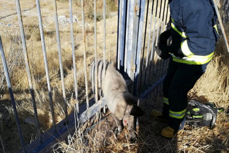 Demir parmaklıklara sıkışan k&ouml;pek kurtarıldı
