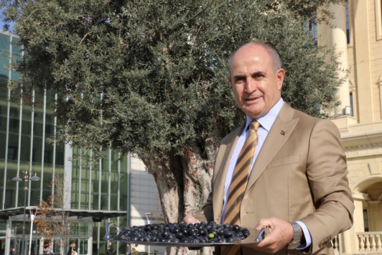 Bin yıllık zeytin ağacı 10 kilo zeytin verdi