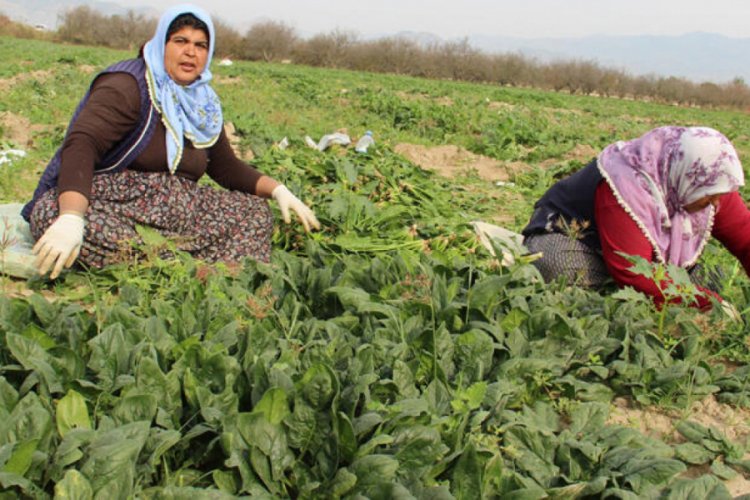 Ispanağın fiyatı 5 TL'den 1 TL'ye d&uuml;şt&uuml;! &Uuml;retici perişan