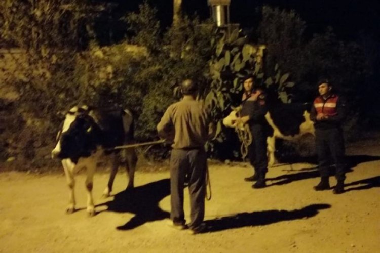 Kayıp inekleri jandarma buldu