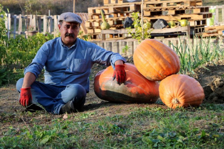 Hobi i&ccedil;in diktiği kabaklar 40 kiloya ulaştı