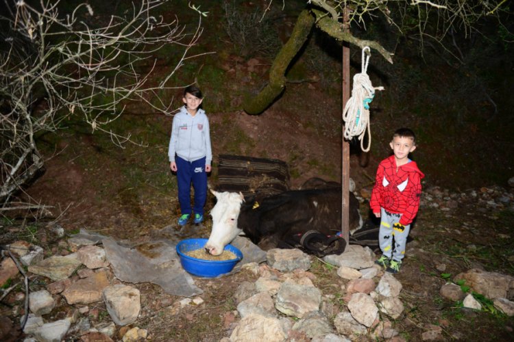 Yama&ccedil;tan d&uuml;şerek arka ayakları kırılan inek i&ccedil;in kurtarma operasyonu