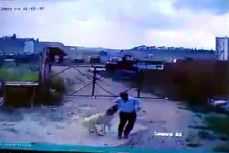 K&ouml;peğin saldırdığı bek&ccedil;iyi, başka bir k&ouml;pek kurtardı
