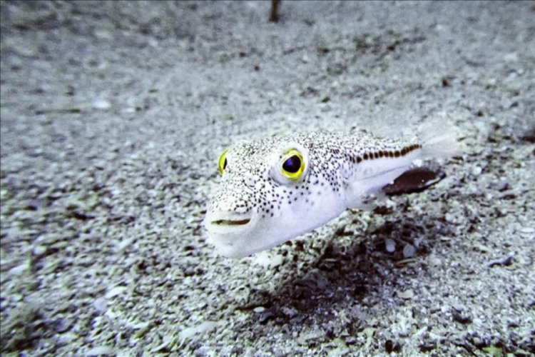 Balon balığı Akdeniz'in ekolojisine ve ekonomisine zarar verdi