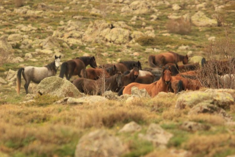 Kumalar Dağı'nda ortaya &ccedil;ıkan yılkı atları b&uuml;y&uuml;ledi