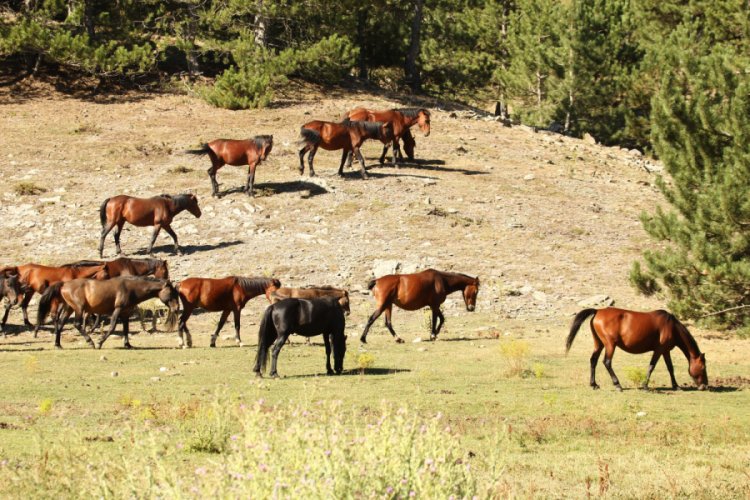Yılkı atları doğal ortamında g&ouml;r&uuml;nt&uuml;lendi