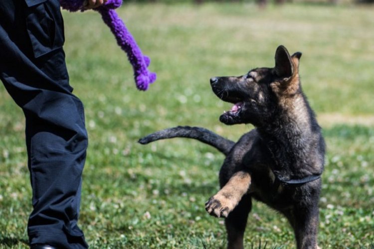 &Ccedil;in'de klonlanan k&ouml;pekler g&ouml;reve başladı