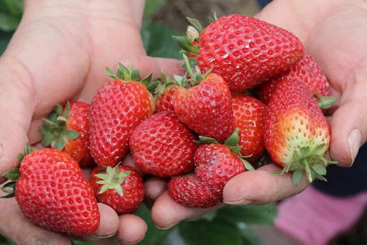 Niğde'den G&uuml;rcistan'a tarla &ccedil;ileği ihracatı