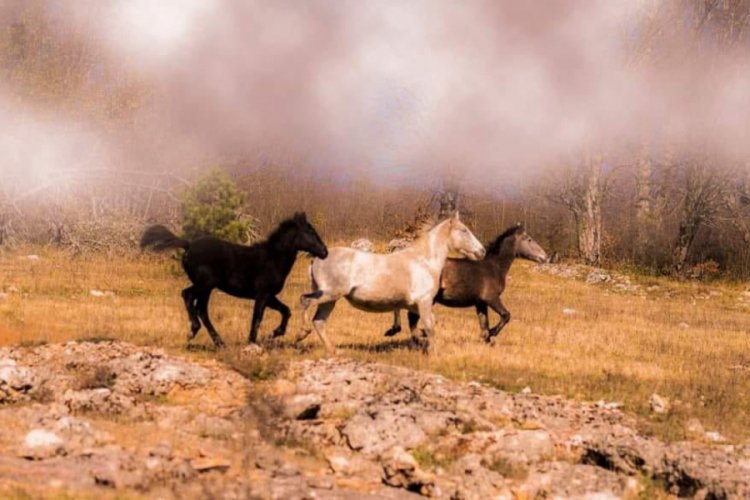 Yaylada yılkı atlarını fotoğrafladı