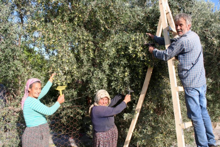 Erdemli'de zeytin &uuml;retimi 10 yılda 5 kat arttı