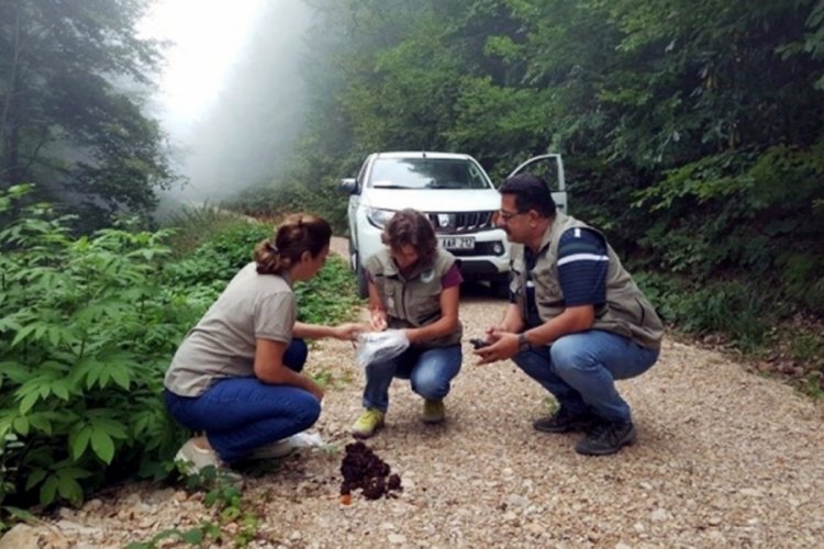 Sinop'ta bozayı araştırması