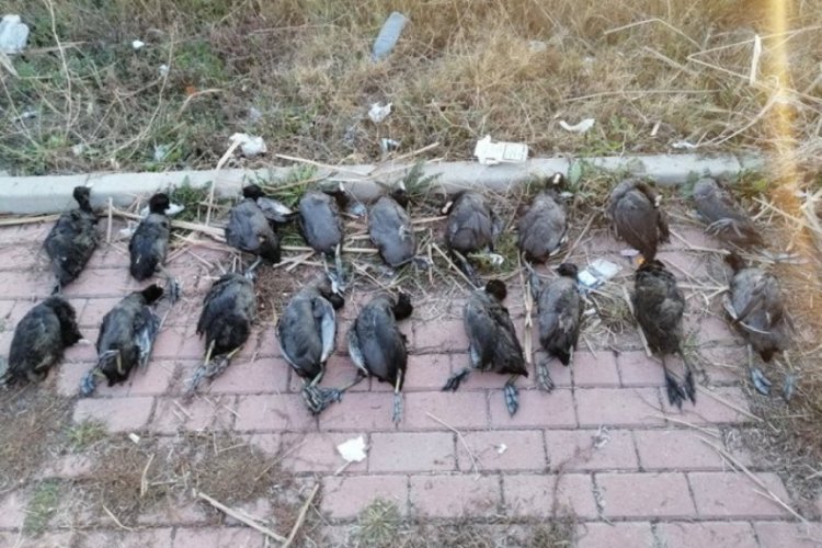 Sakarmeke avcısına 13 bin 526 lira ceza