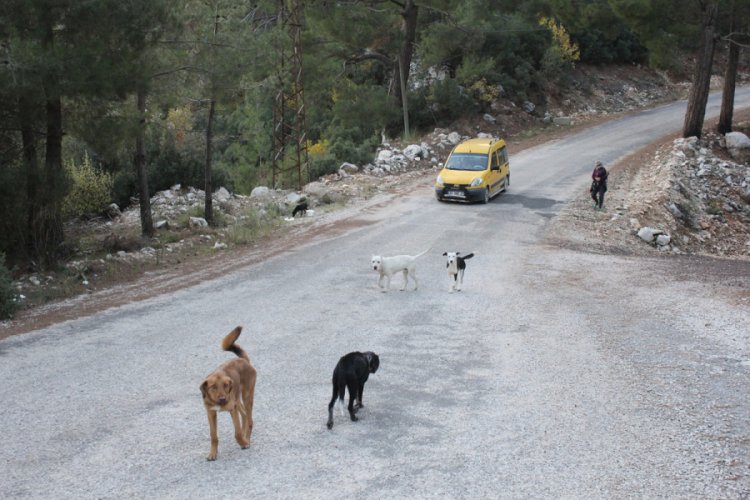 Yaylalara bırakılan k&ouml;pekler &ouml;l&uuml;m kalım m&uuml;cadelesi veriyor