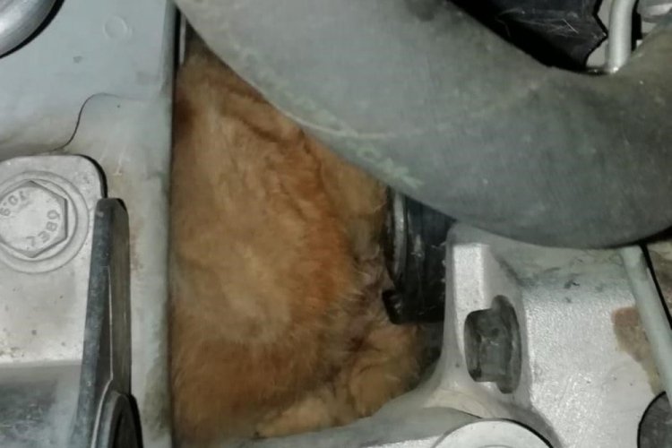 Motora sıkışan kedi kurtarıldı