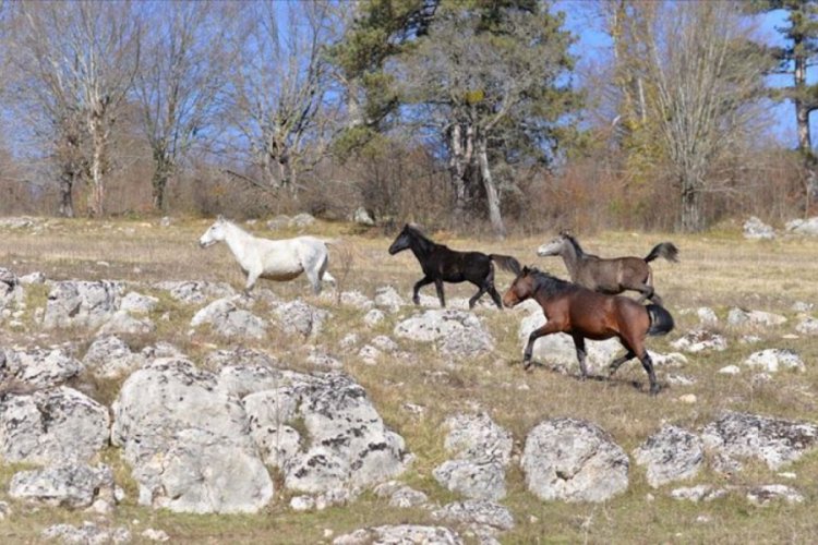 G&ouml;ktepe Yaylası'nda yılkı atları g&ouml;r&uuml;nt&uuml;lendi