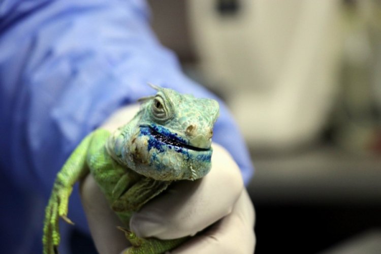 &Ccedil;enesinde t&uuml;m&ouml;r bulunan iguana ameliyat edildi