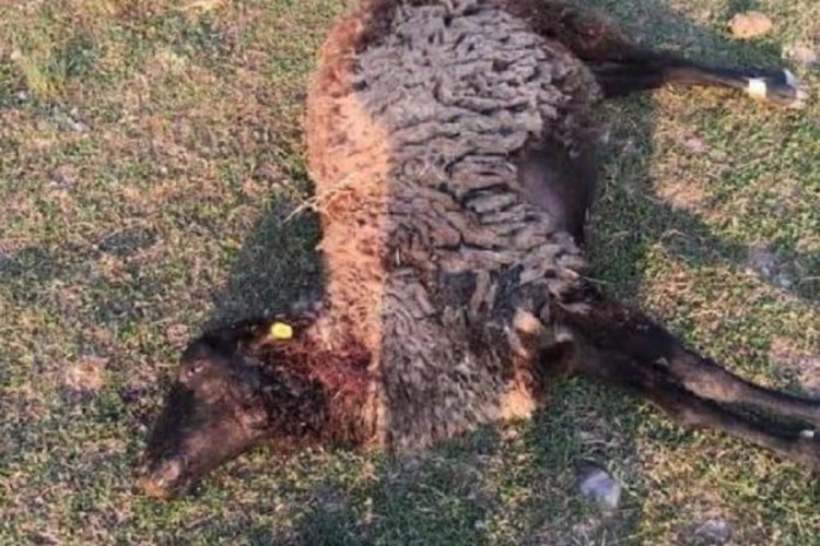 Korkutan rakam! Toplam sayı 34'&uuml; buldu