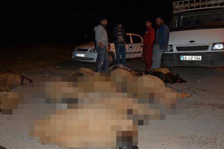 Ahırdan ka&ccedil;an koyun s&uuml;r&uuml;s&uuml;ne otomobil &ccedil;arptı