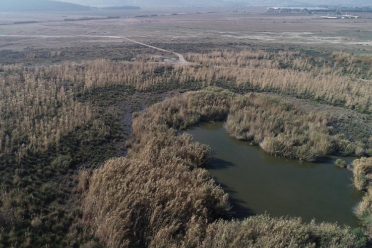 Bataklık ve sazlık b&ouml;lge, T&uuml;rkiye'nin en b&uuml;y&uuml;k jeotermal ısıtmalı serası olacak
