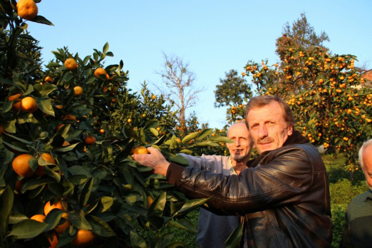 Rize'de satsuma cinsi mandalinada hasat zamanı