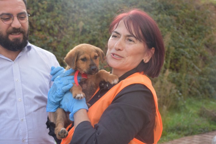 Taksicinin ezdiği yavru k&ouml;pek iyileşti