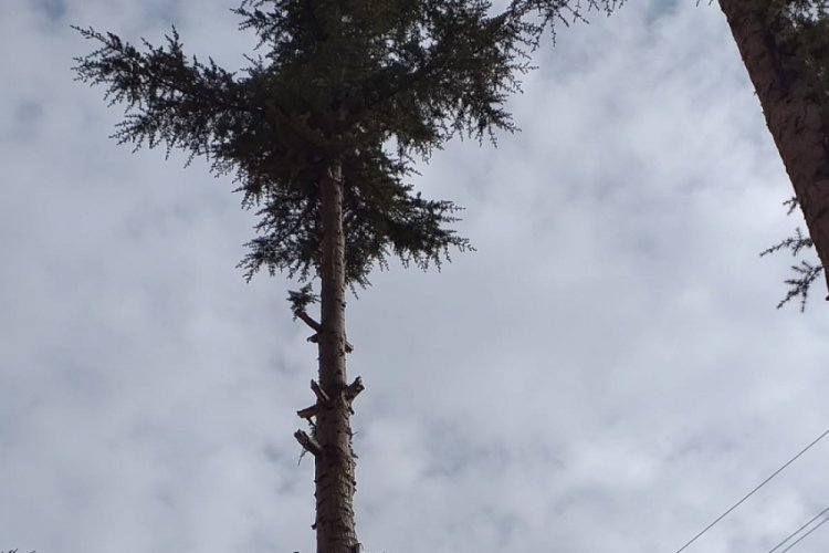 Ağa&ccedil;ta mahsur kalan sakat kediyi itfaiye ekipleri kurtardı