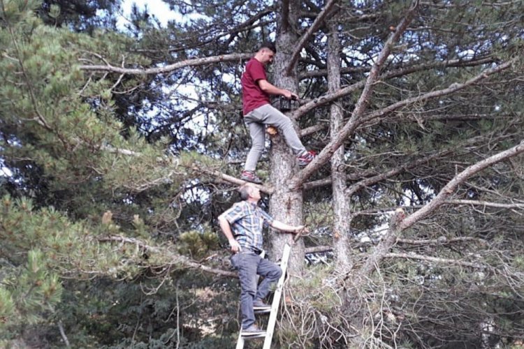 Ormanlardaki usuls&uuml;zl&uuml;kler foto kapanlara yakalandı