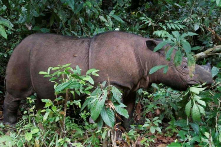 Sumatra gergedanının soyu Malezya'da t&uuml;kendi
